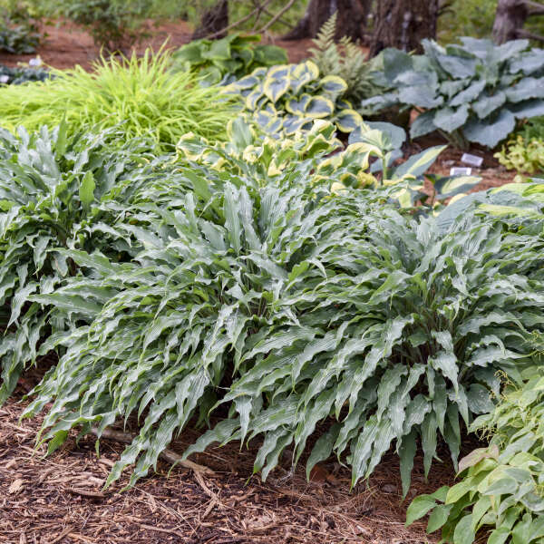 Hosta 'Silly String'
