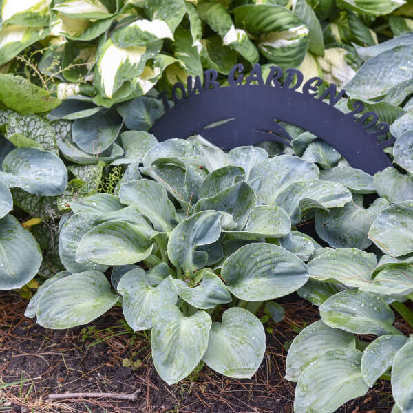Hosta 'Silver Bullet'