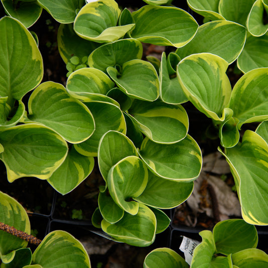 Close-up of green leaves with yellow edges in a garden setting