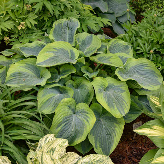 Hosta 'Terms of Endearment'