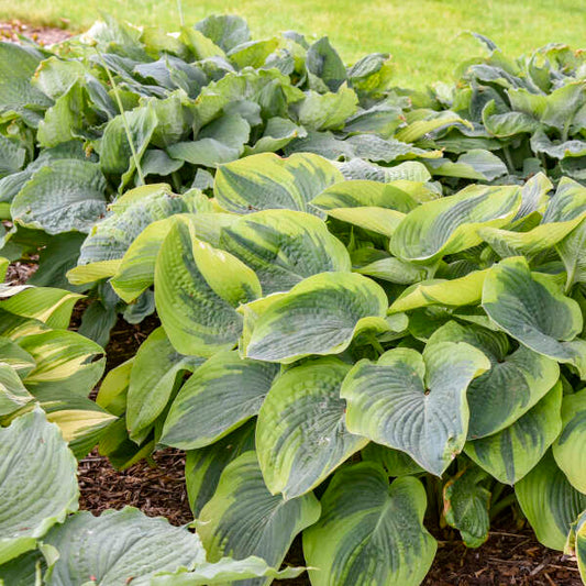 Hosta 'Terms of Endearment'