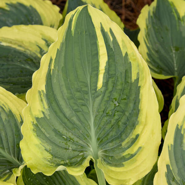 Hosta 'Trendsetter'