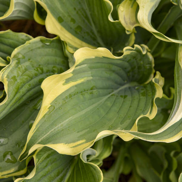 Hosta 'Voices in the Wind'
