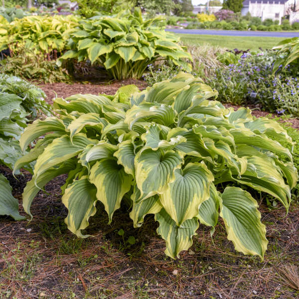 Hosta 'Voices in the Wind'