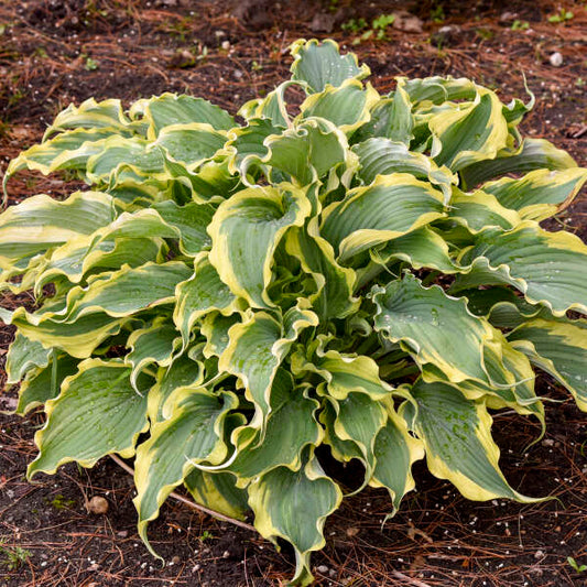 Hosta 'Voices in the Wind'