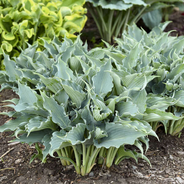 Hosta 'Waterslide'