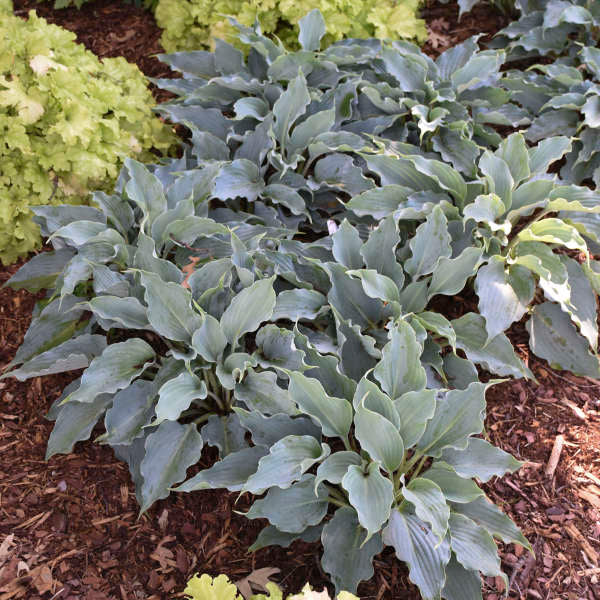 Hosta 'Waterslide'