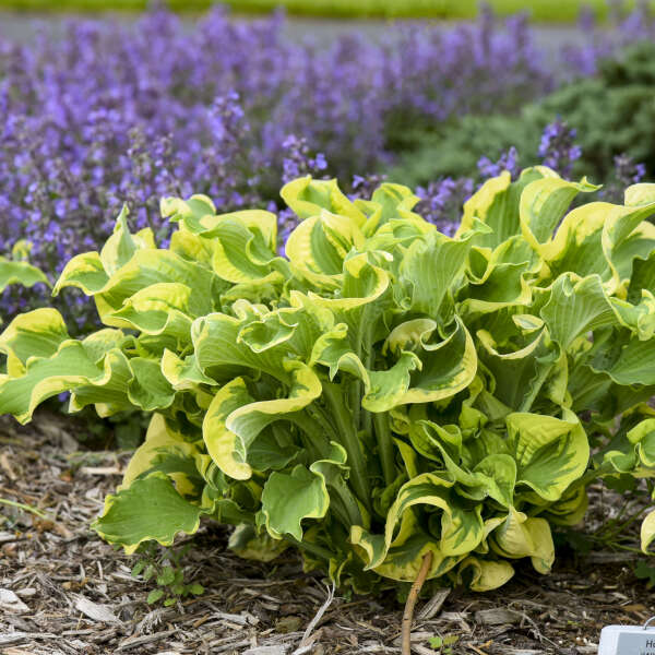 Hosta 'Wheee!'
