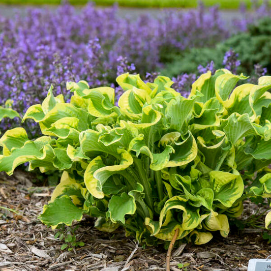 Hosta 'Wheee!'