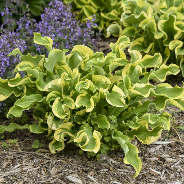 Hosta 'Wheee!'