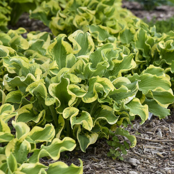 Hosta 'Wheee!'