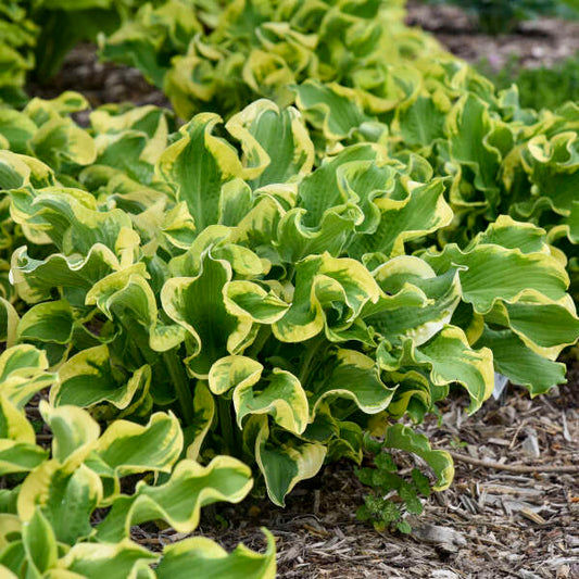 Hosta 'Wheee!'