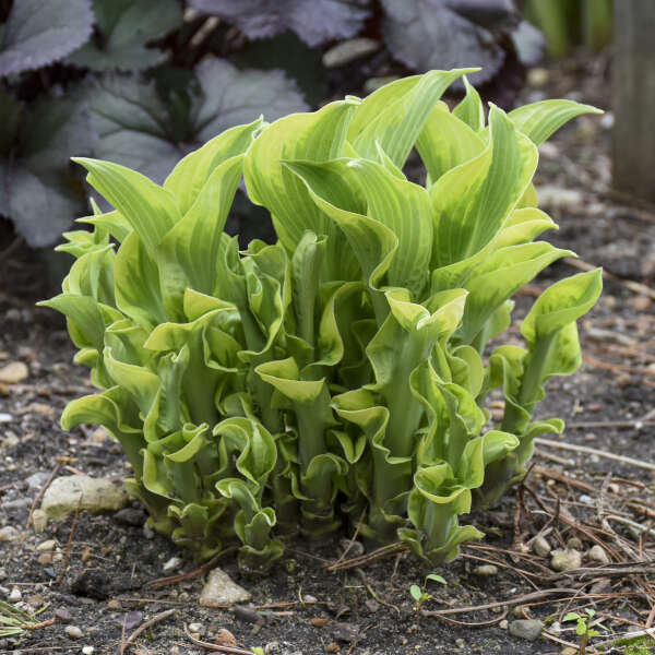 Hosta 'Wheee!'