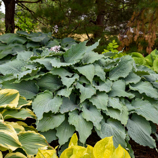 Hosta 'Wind Beneath My Wings'