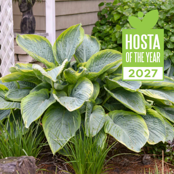 Hosta 'Wu-La-La'