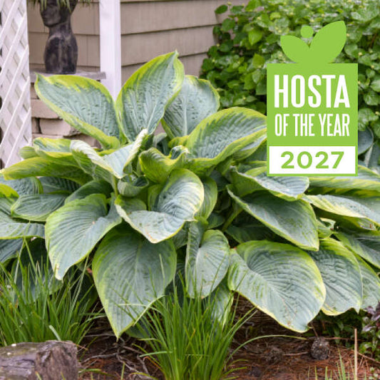 Hosta 'Wu-La-La'