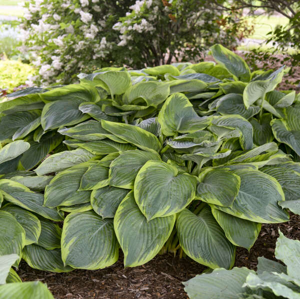 Hosta 'Wu-La-La'