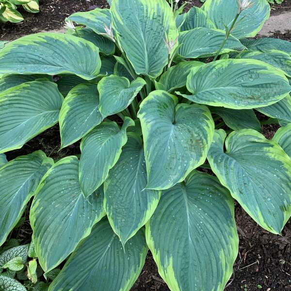 Hosta 'Wu-La-La'