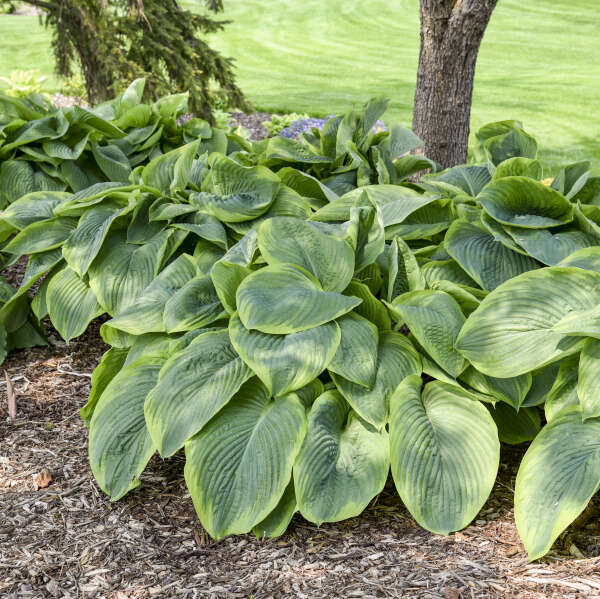 Hosta 'Wu-La-La'