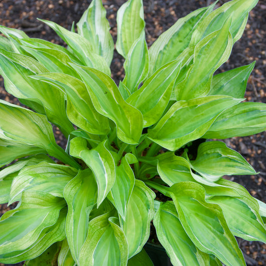 Hosta 'Yellow Polka Dot Bikini' with bright yellow margins on green leaves, no flowers visible