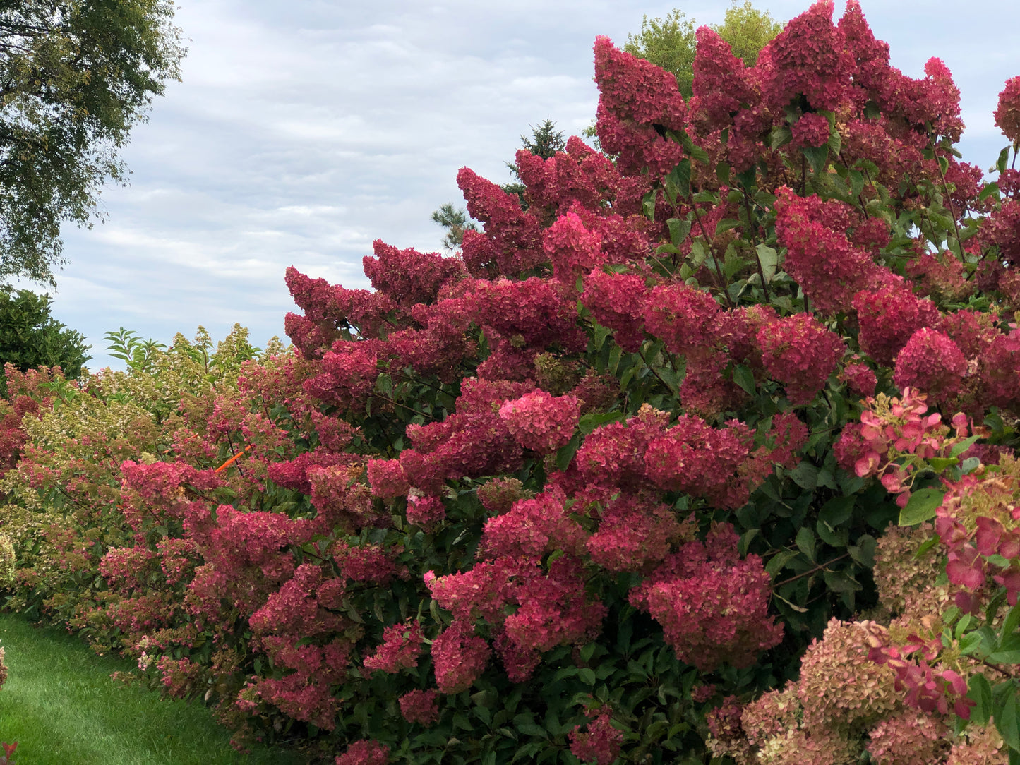 Hydrangea paniculata 'Berry White' - (Shrub)