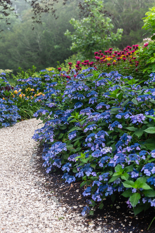 Hydrangea macrophylla Endless Summer 'Twist-n-Shout'