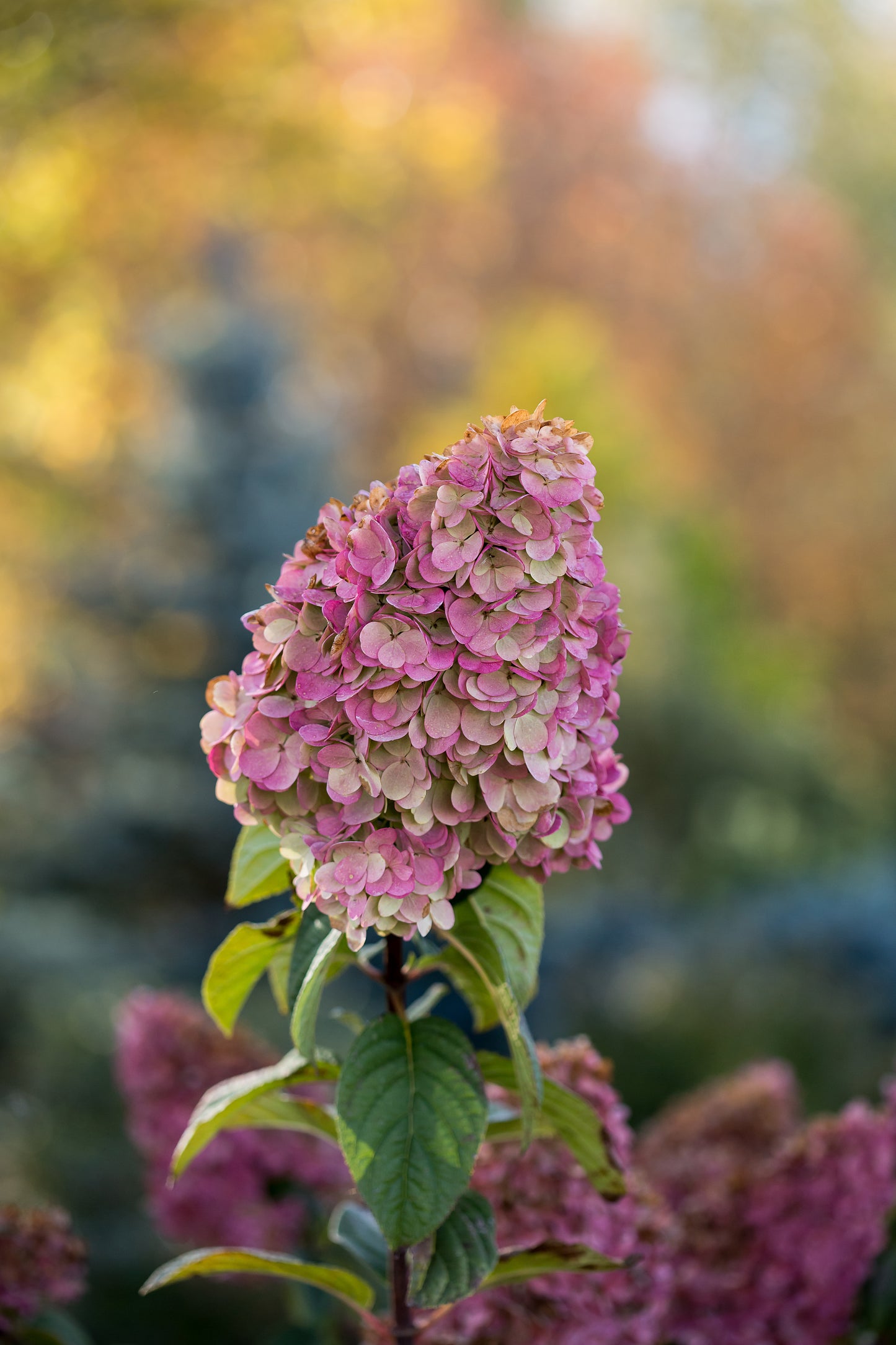 Hydrangea paniculata 'Strawberry Sundae' - (Shrub)