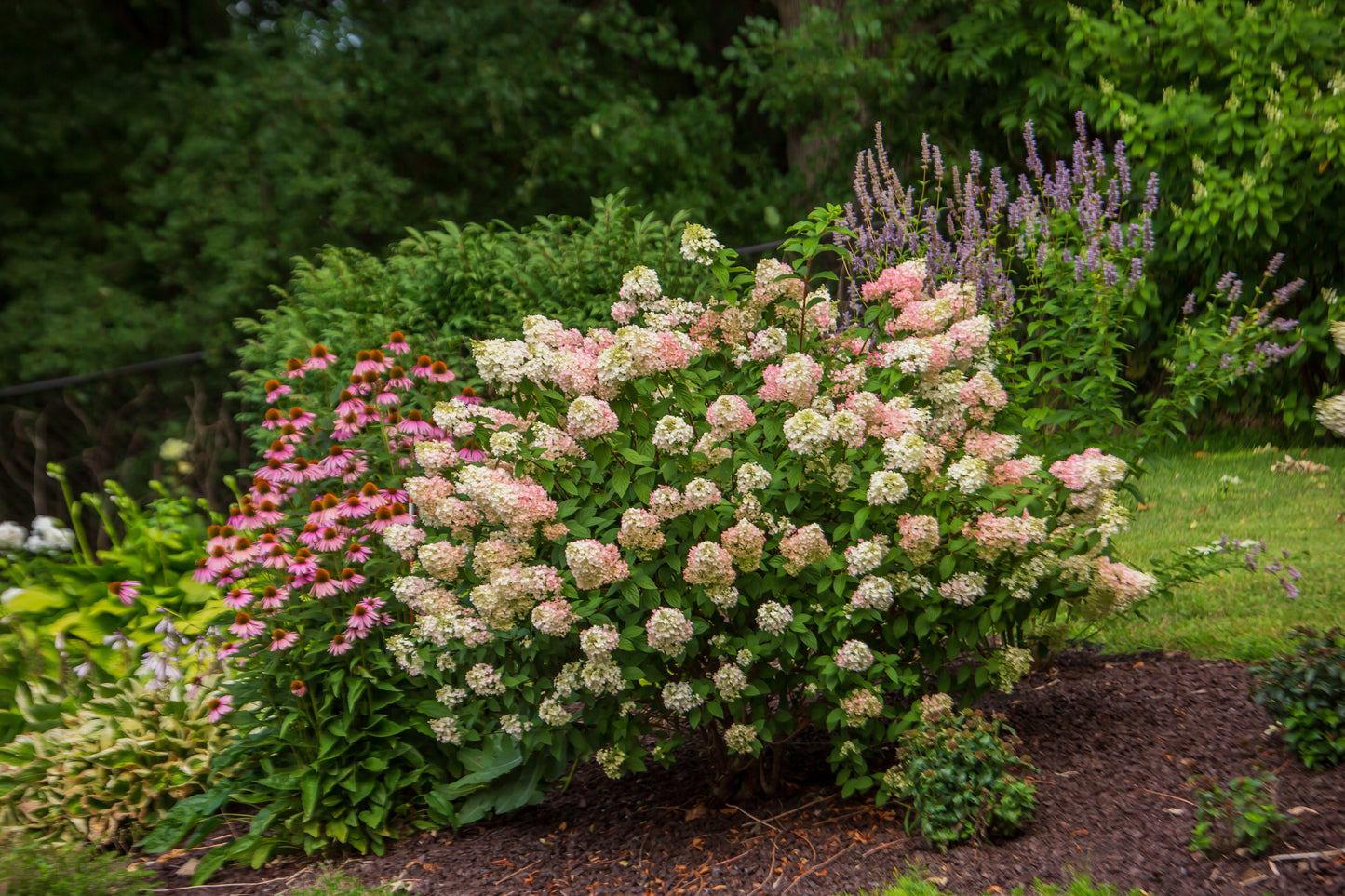 Hydrangea paniculata 'Strawberry Sundae' - (Shrub)