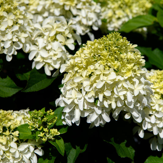 Hydrangea paniculata 'Limelight Prime'  - (Shrub)