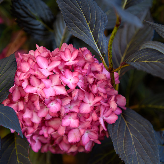 Hydrangea macrophylla First Editions® 'Eclipse'®  (Bigleaf Hydrangea)