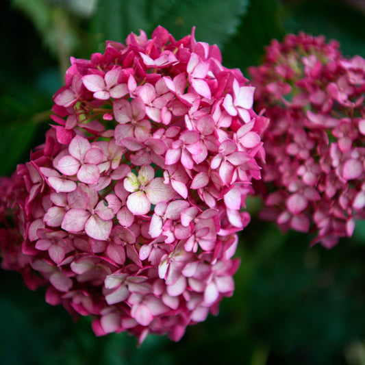 Hydrangea arborescens 'Invincibelle Ruby'  - (Shrub)