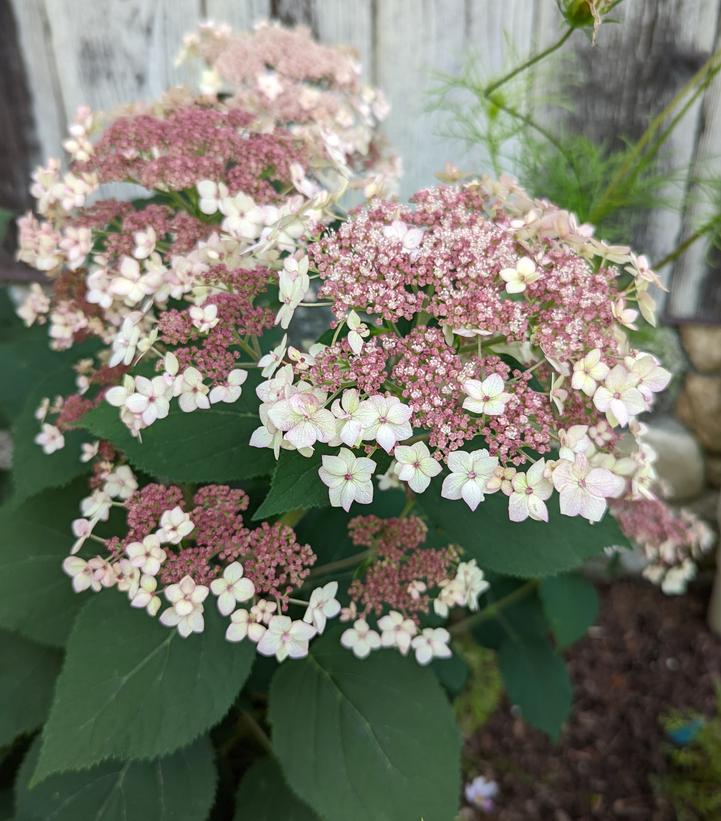 Hydrangea arborescens ‘Pinky Pollen Ring’
