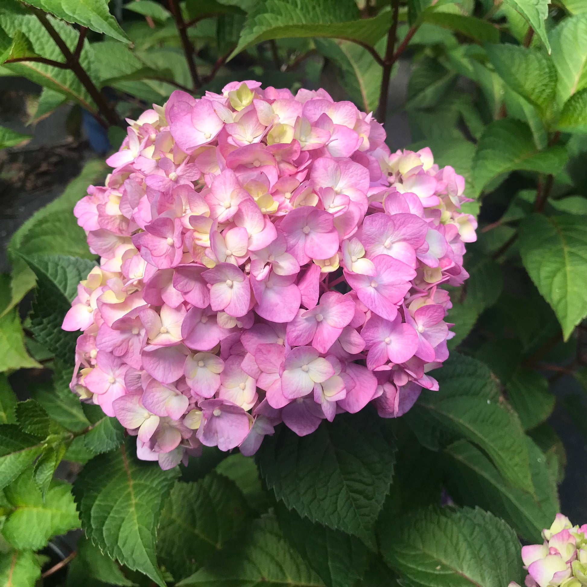 A close-up image of a pink Hydrangea 'Bloomstruck' flower with a green leaf in the background.