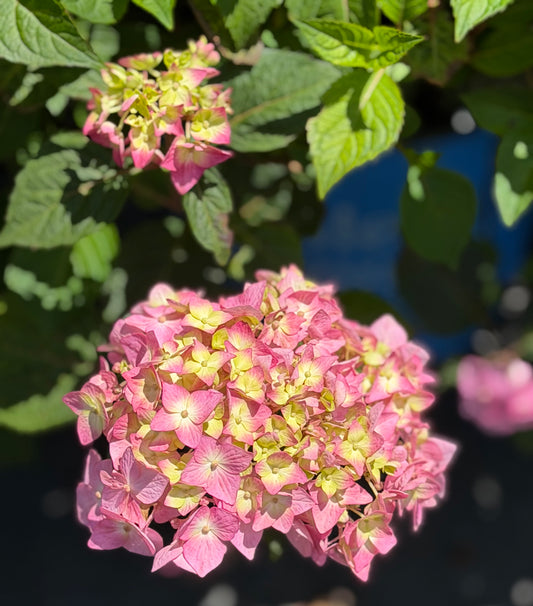 Close-up of pink hydrangea flowers with green leaves