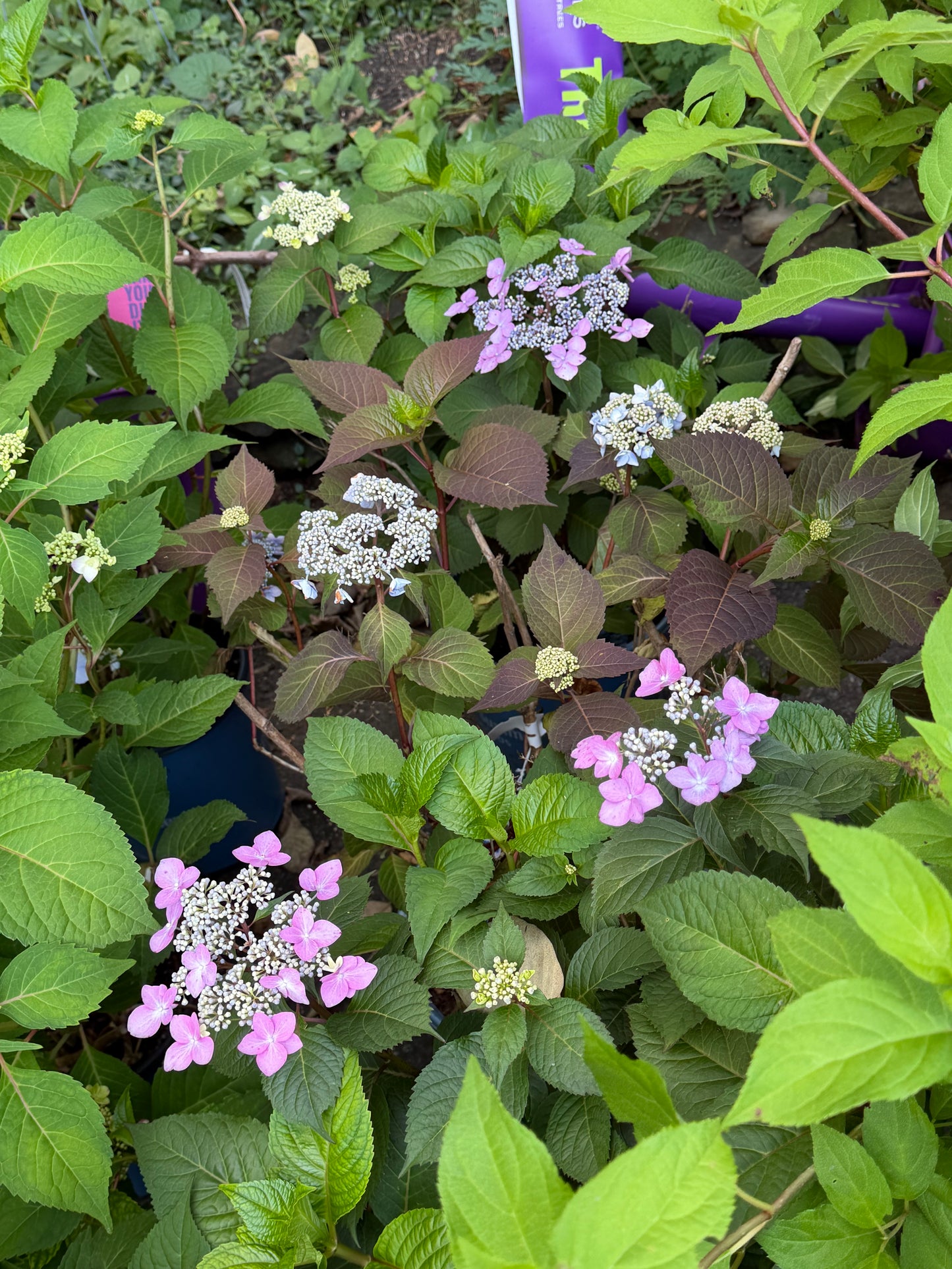 A close-up of a hydrangea bush with clusters of light pink and white flowers surrounded by green and burgundy leaves, growing outdoors.