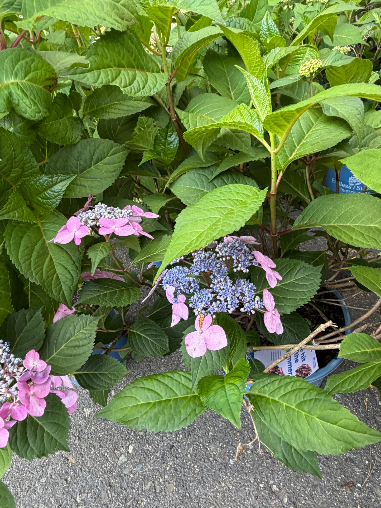 A potted hydrangea plant with green leaves and clusters of pink and lavender-blue flowers, photographed outdoors on a paved surface.
