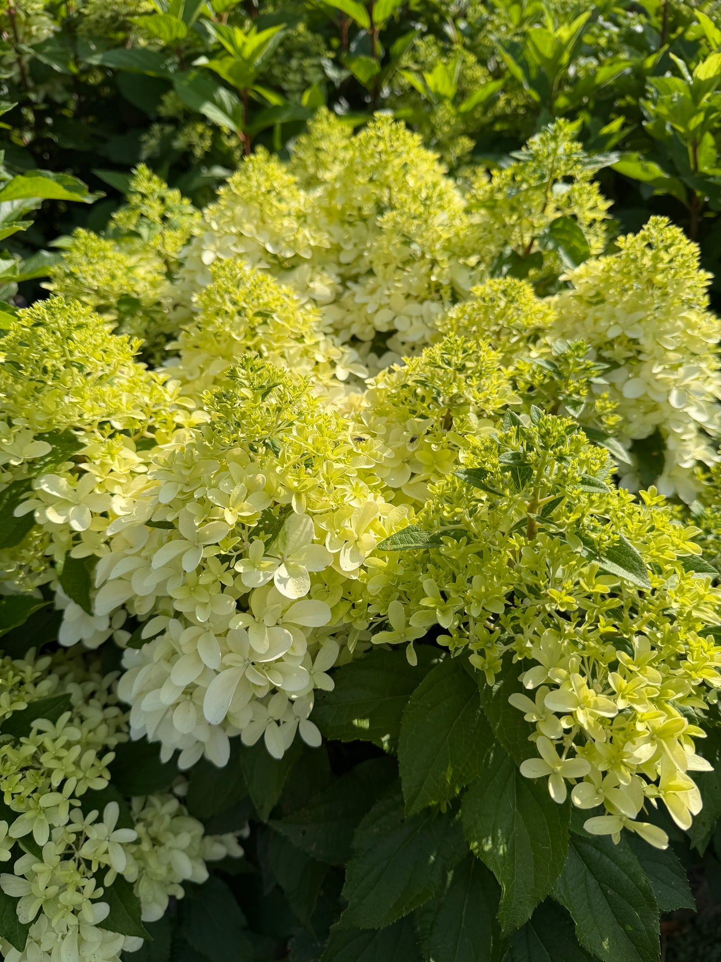 Close-up of a flowering hydrangea bush with clusters of pale yellow-green blooms and dark green leaves in a garden setting.