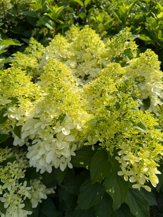Close-up of a flowering hydrangea bush with clusters of pale yellow-green blooms and dark green leaves in a garden setting.