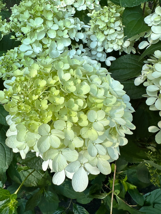 Hydrangea paniculata 'Love-A-Lot Pink'