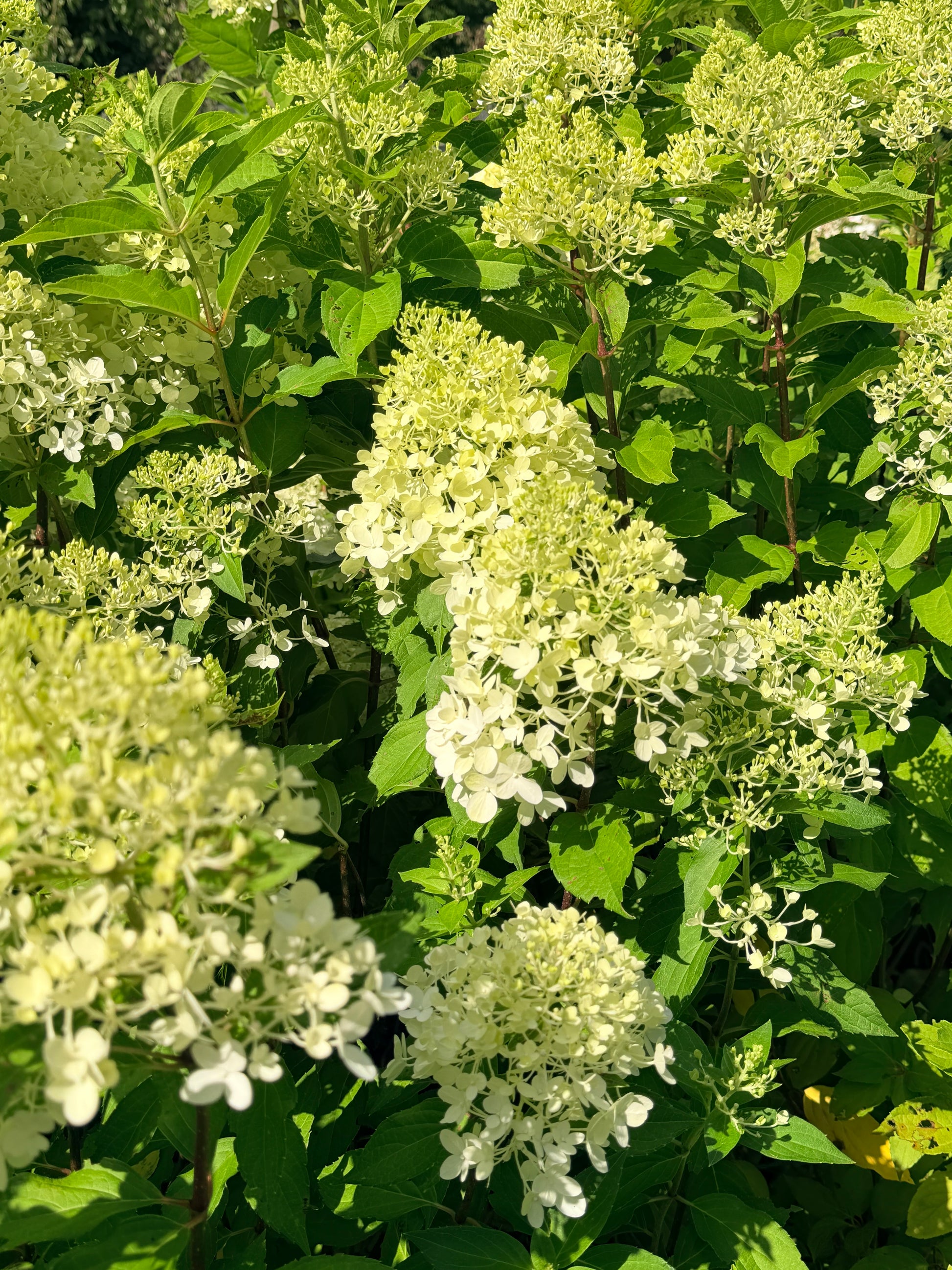 White hydrangea flower clusters with green foliage in full sun.