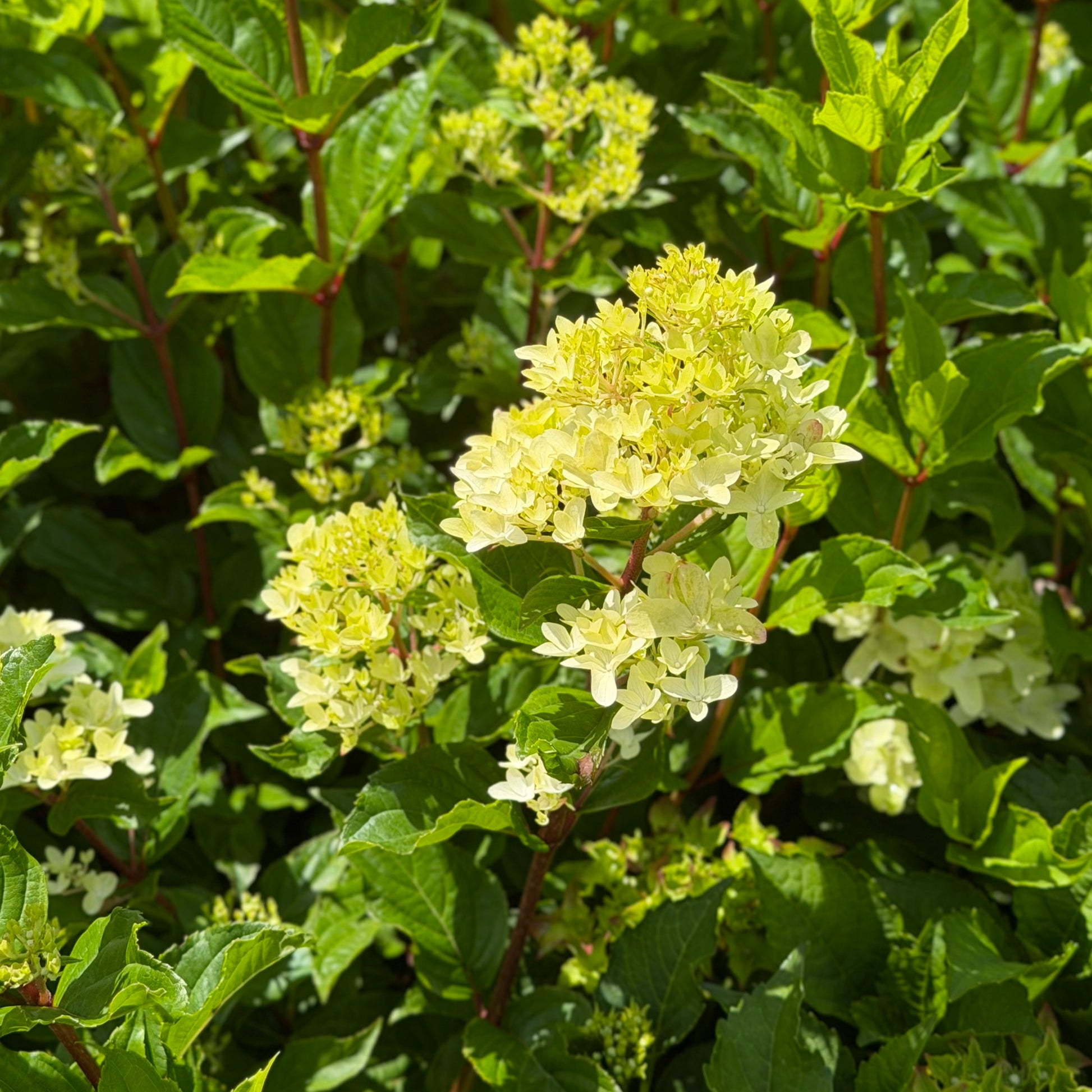 Creamy white flowers with leaves in a natural setting