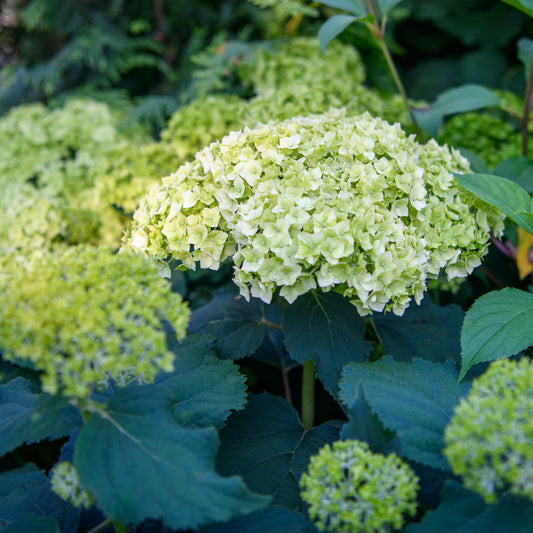 Hydrangea arborescens 'FlowerFull'