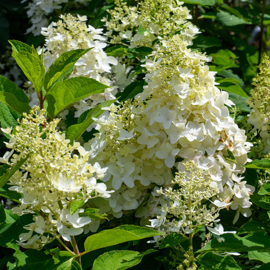 Hydrangea paniculata 'Moon Dance' - (Shrub)