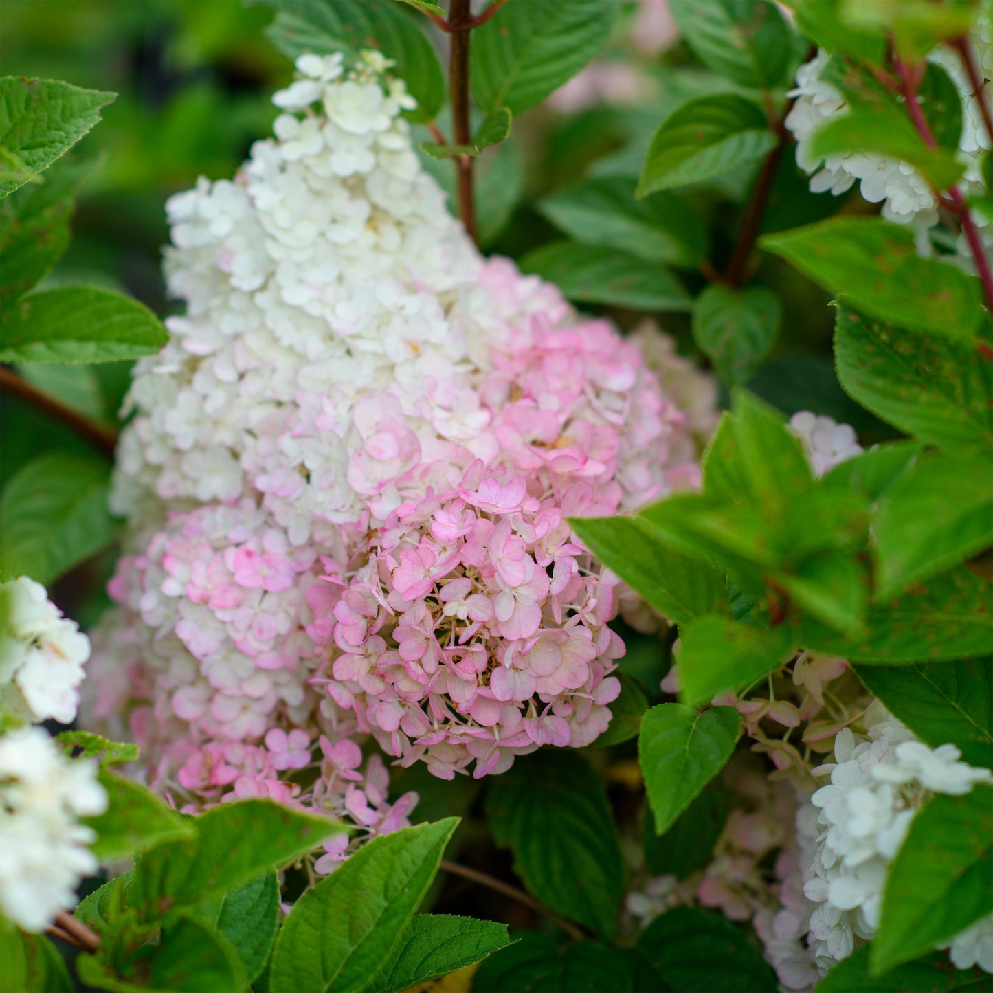 Hydrangea paniculata 'Strawberry Sundae' - (Shrub)