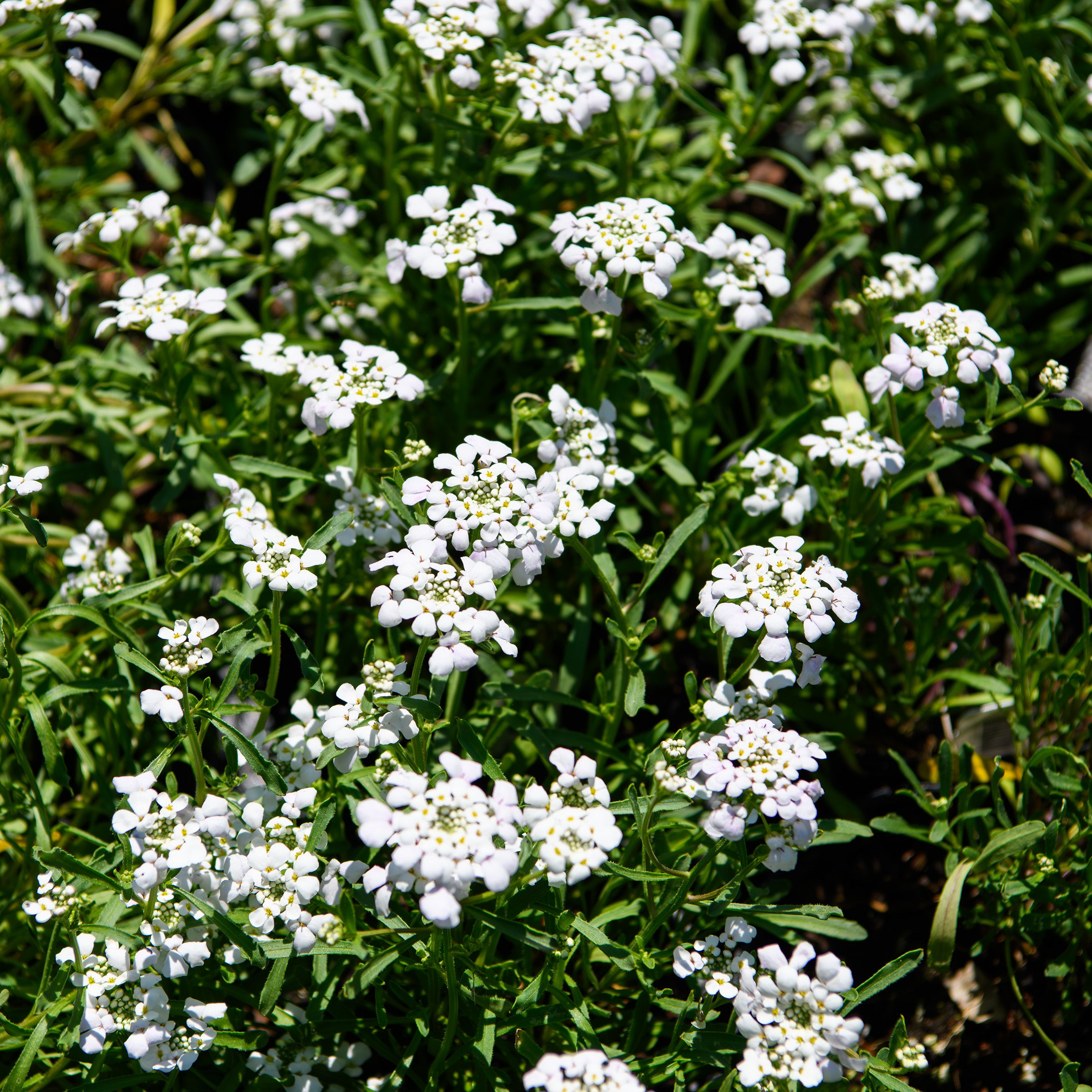 Iberis sempervirens 'First Flush Grace' (Candytuft) – Fieldstone ...