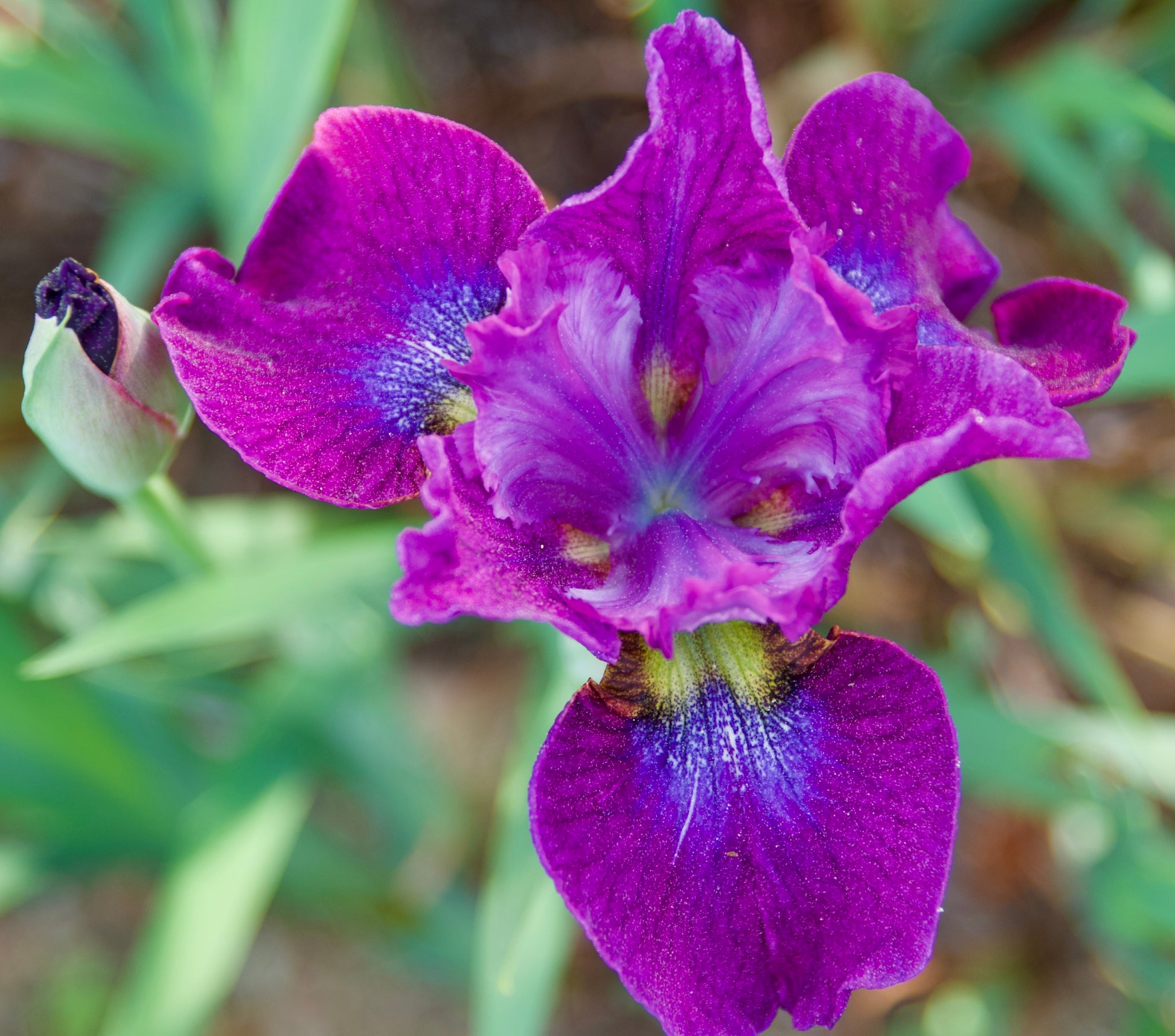 Iris sibirica  'Baby Steps'