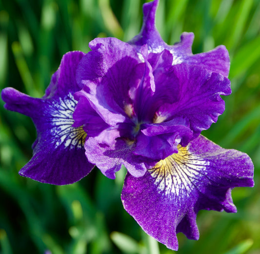 Iris sibirica 'Great Falls Love'
