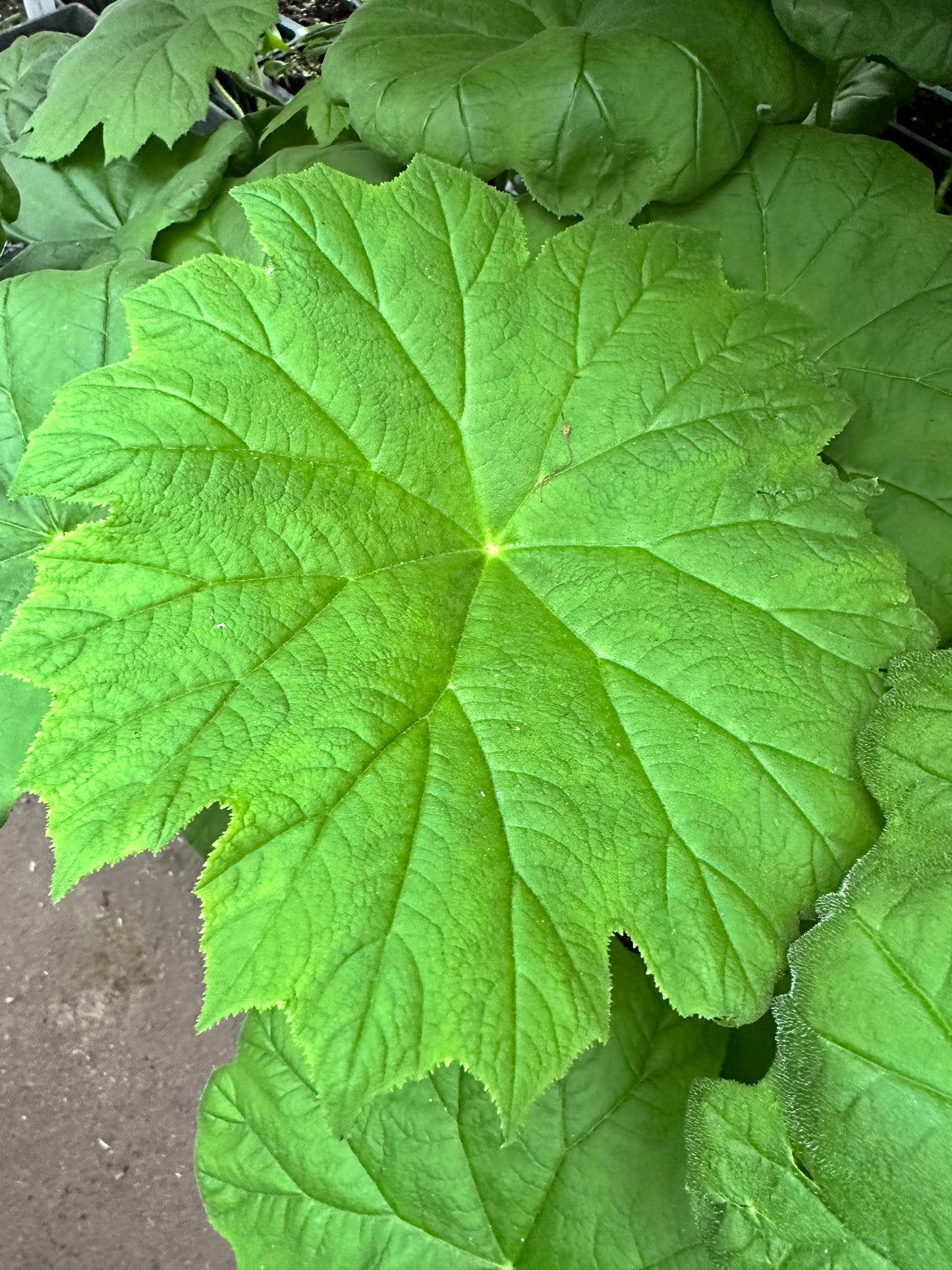 Rodgersia tabularis (Astilboides tabularis) (Rodger's Flower)