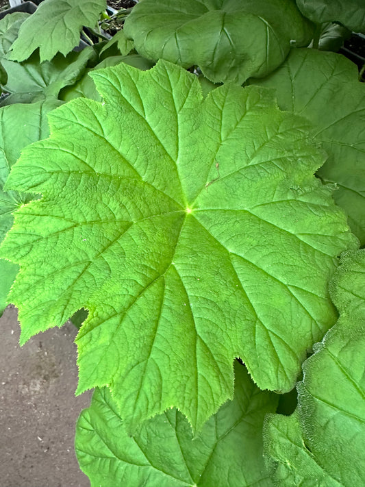 Rodgersia tabularis (Astilboides tabularis) (Rodger's Flower)