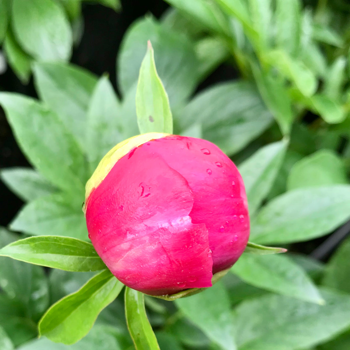 Paeonia (Herbaceous Hybrid) 'Lovely Rose'
